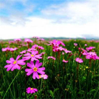 半岛官网最新下载截图